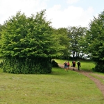 Fagus acidula in cima al Lama