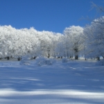 Faggeta innevata lungo il sentiero