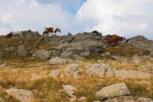 Cavalli allo stato brado sul Monte Aiona