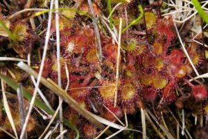 Pianta carnivora Drosera rotundifolia