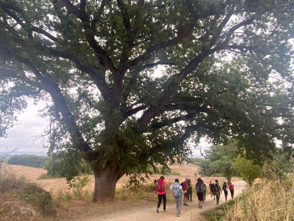 In cammino verso Siena